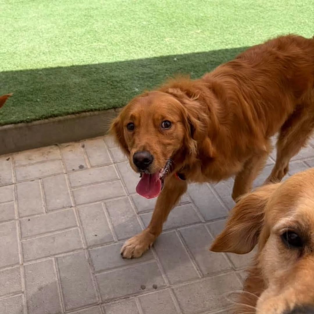 Post 1 by URBAN TAILS PET RESORT DUBAI on Instagram (carousel)