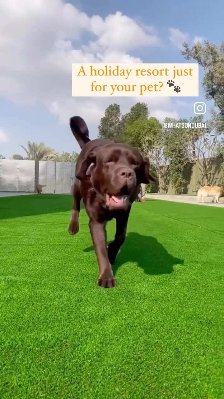 Post 10 by URBAN TAILS PET RESORT DUBAI on Instagram (video)