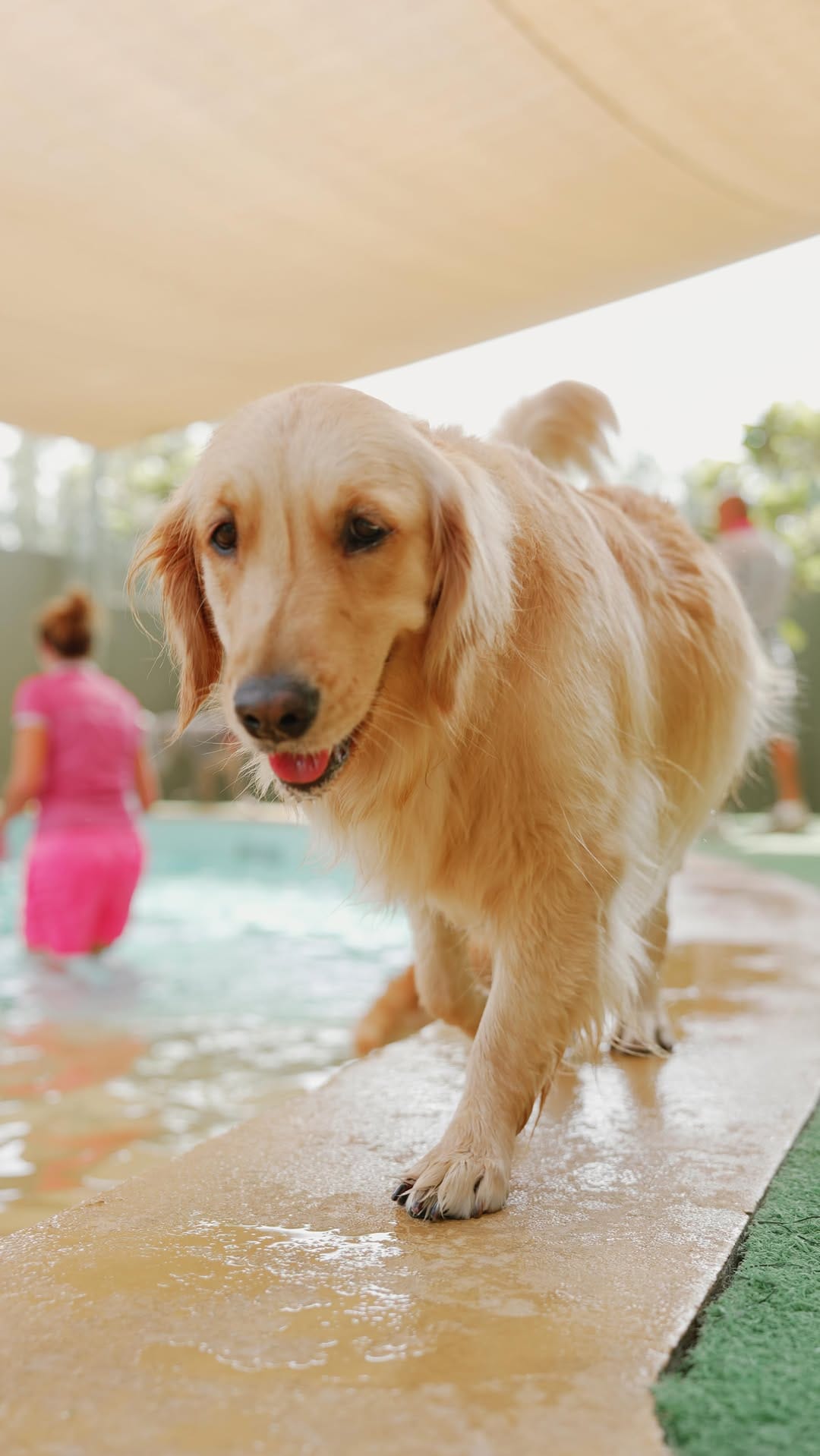 Post 9 by URBAN TAILS PET RESORT DUBAI on Instagram (video)