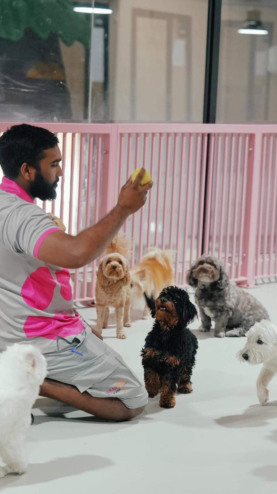 Post 7 by URBAN TAILS PET RESORT DUBAI on Instagram (video)