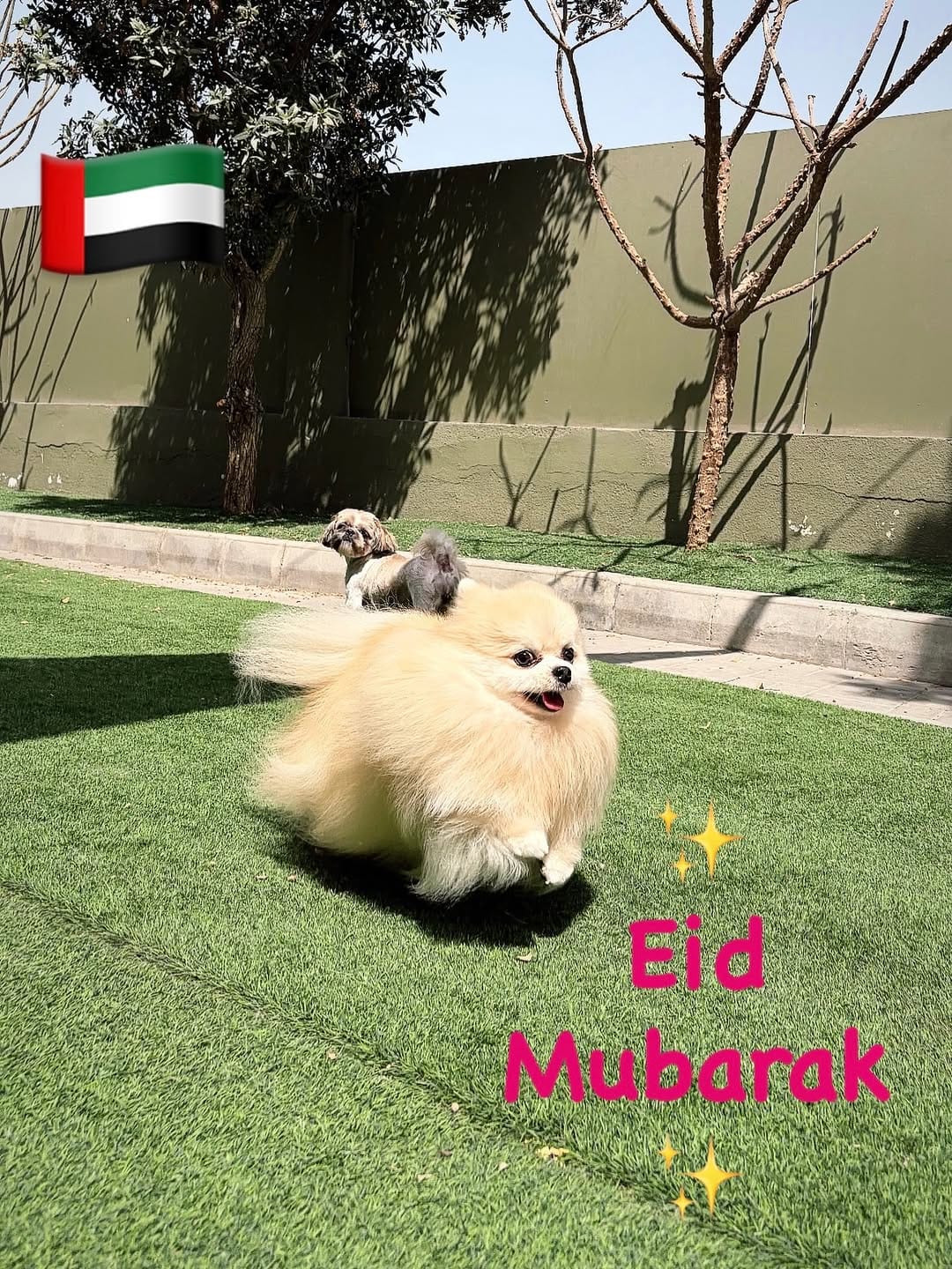 Post 2 by URBAN TAILS PET RESORT DUBAI on Instagram (image)