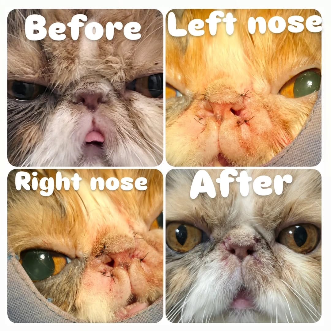 Post 8 by The City Vet Clinic on Instagram (carousel)