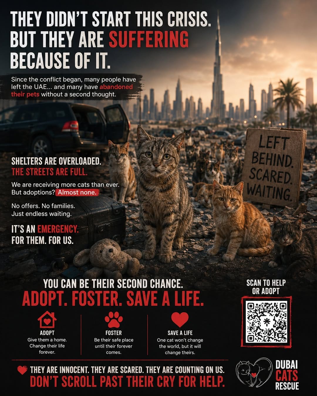 Post 1 by 🇦🇪 Dubai Cats Rescue on Instagram (image)
