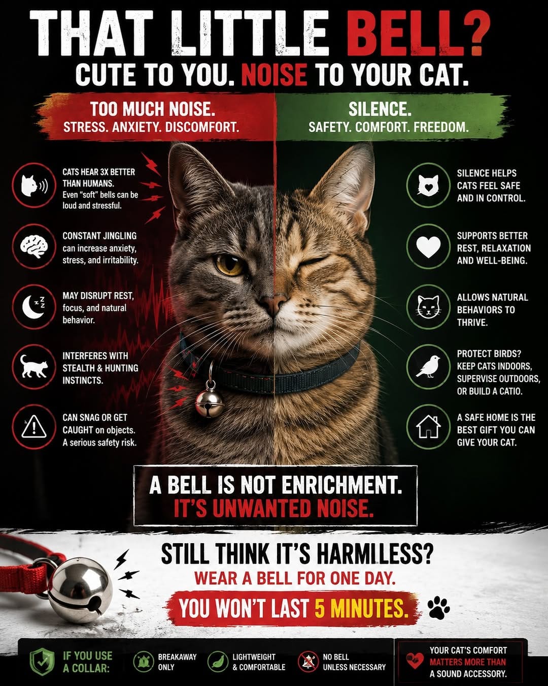 Post 6 by 🇦🇪 Dubai Cats Rescue on Instagram (image)