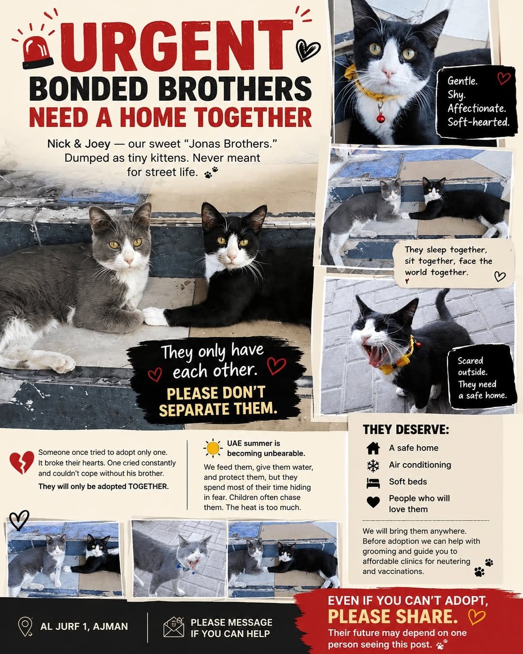Post 10 by 🇦🇪 Dubai Cats Rescue on Instagram (carousel)