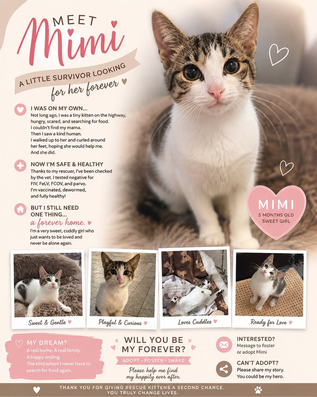 Post 4 by 🇦🇪 Dubai Cats Rescue on Instagram (carousel)