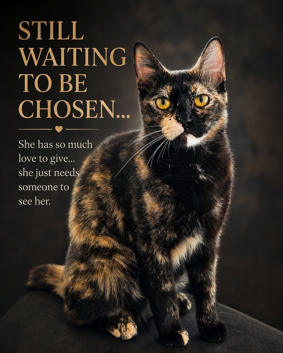 Post 7 by 🇦🇪 Dubai Cats Rescue on Instagram (carousel)