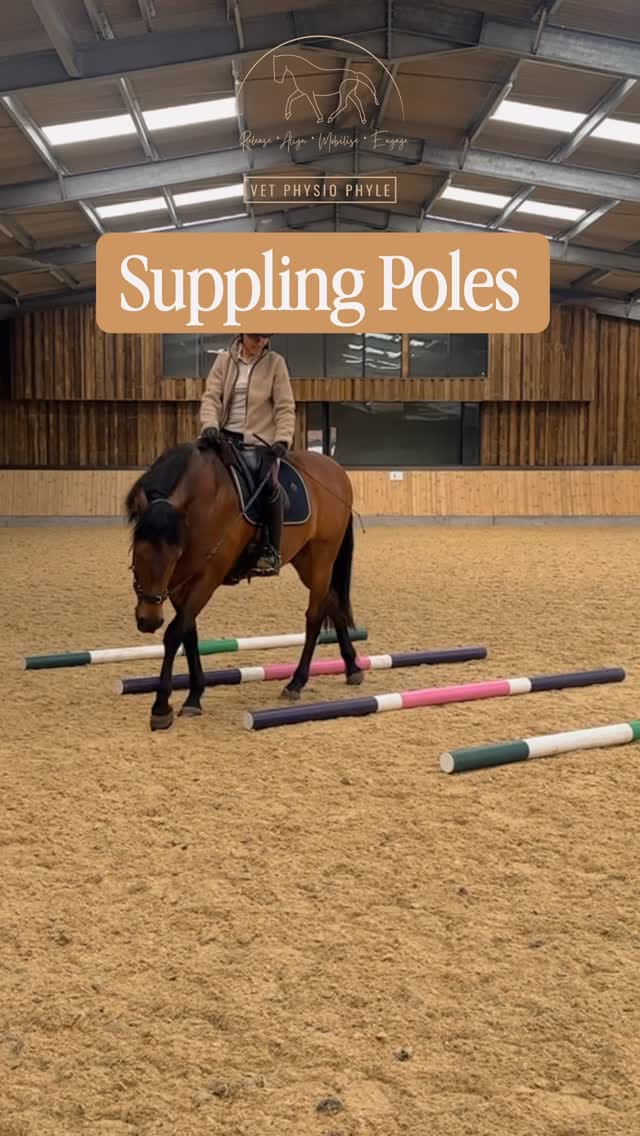 Post 7 by Kallista Charles - Vet Physio Phyle on Instagram (video)