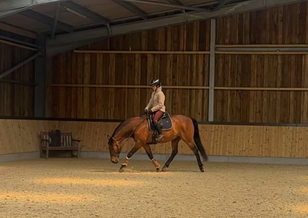Post 4 by Kallista Charles - Vet Physio Phyle on Instagram (image)