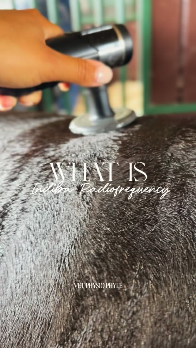 Post 9 by Kallista Charles - Vet Physio Phyle on Instagram (video)