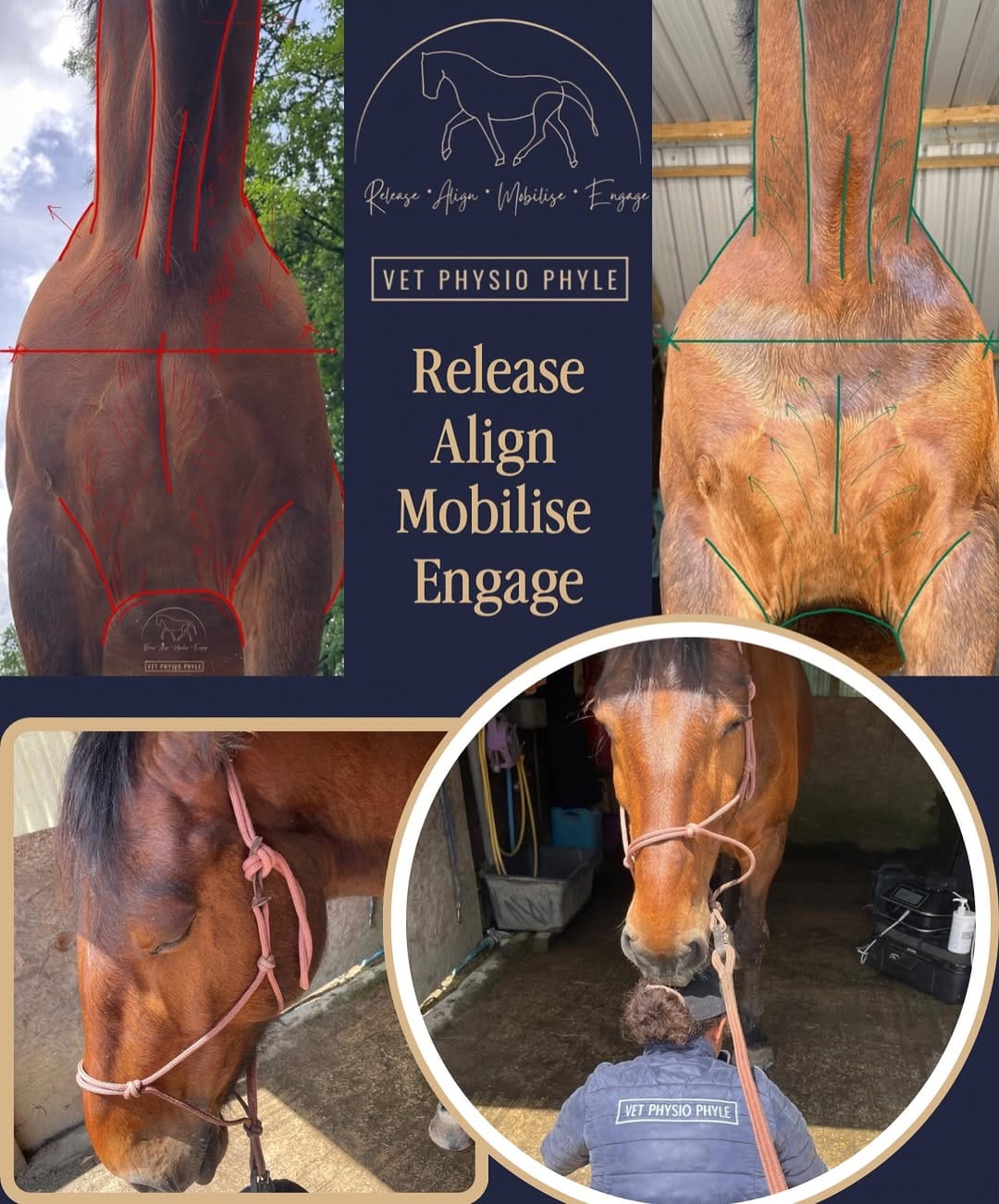 Post 5 by Kallista Charles - Vet Physio Phyle on Instagram (image)