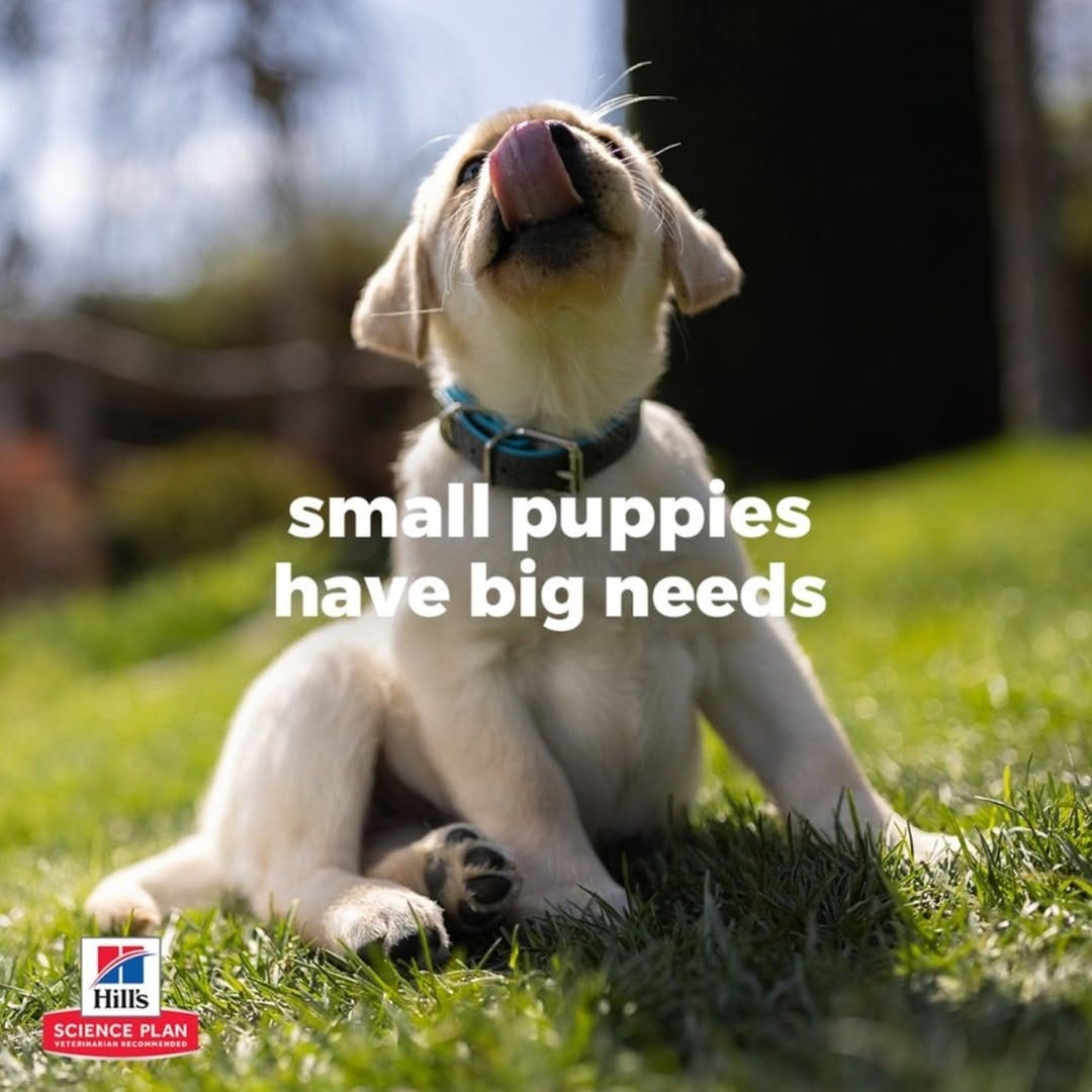 Post 2 by Hill's Pet UAE on Instagram (image)