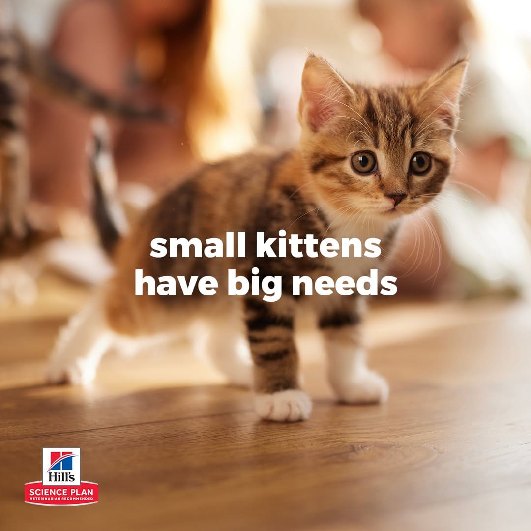 Post 6 by Hill's Pet UAE on Instagram (image)