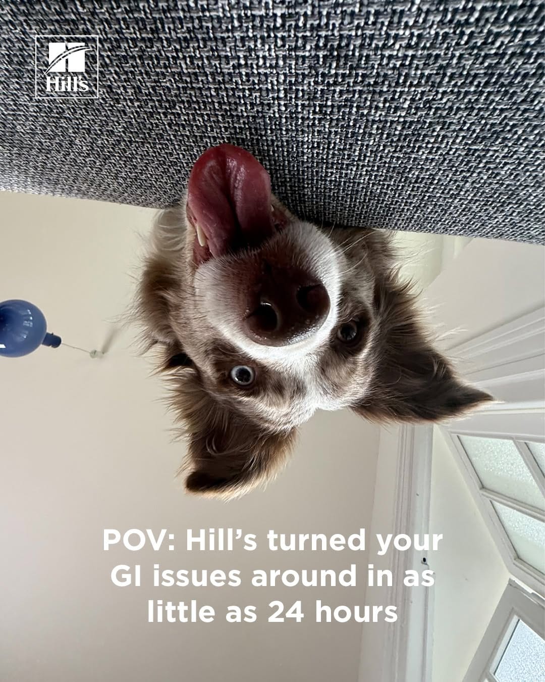 Post 4 by Hill's Pet UAE on Instagram (carousel)