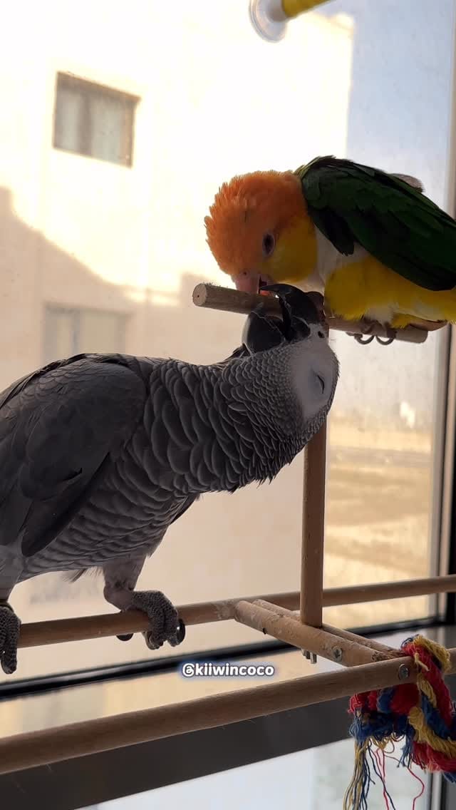 Post 8 by Kiiwincoco on Instagram (video)