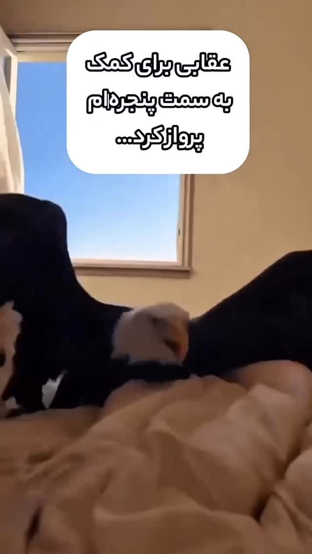Post 5 by -shayan | شایان on Instagram (video)