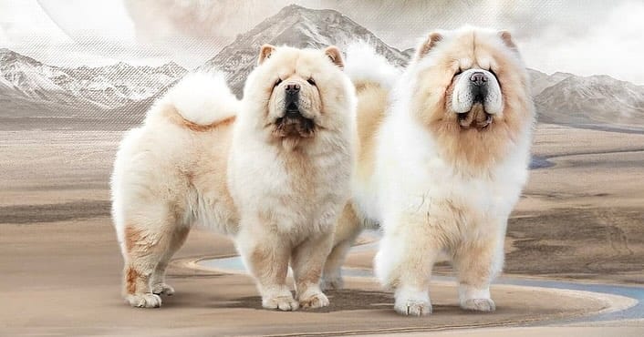Post 4 by Breeder’s Guild on Instagram (carousel)