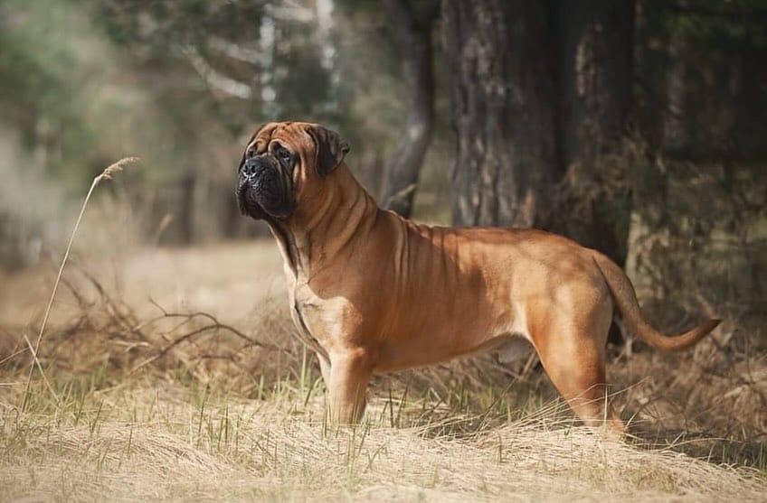 Post 1 by Breeder’s Guild on Instagram (carousel)
