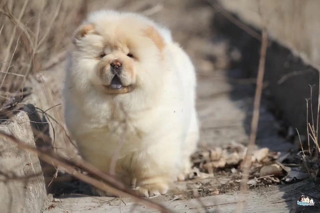Post 2 by Breeder’s Guild on Instagram (carousel)