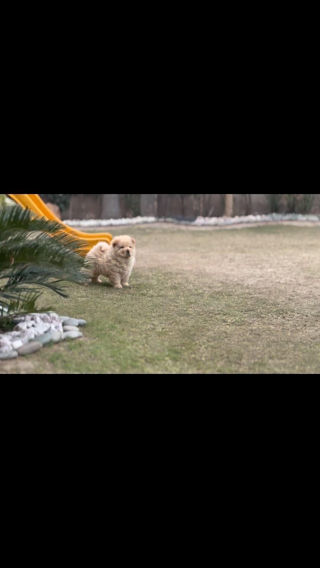 Post 9 by Breeder’s Guild on Instagram (video)