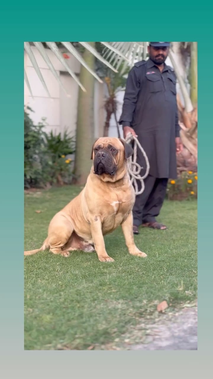 Post 7 by Breeder’s Guild on Instagram (video)