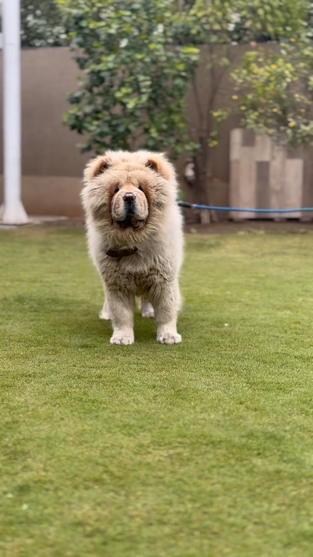 Post 10 by Breeder’s Guild on Instagram (video)