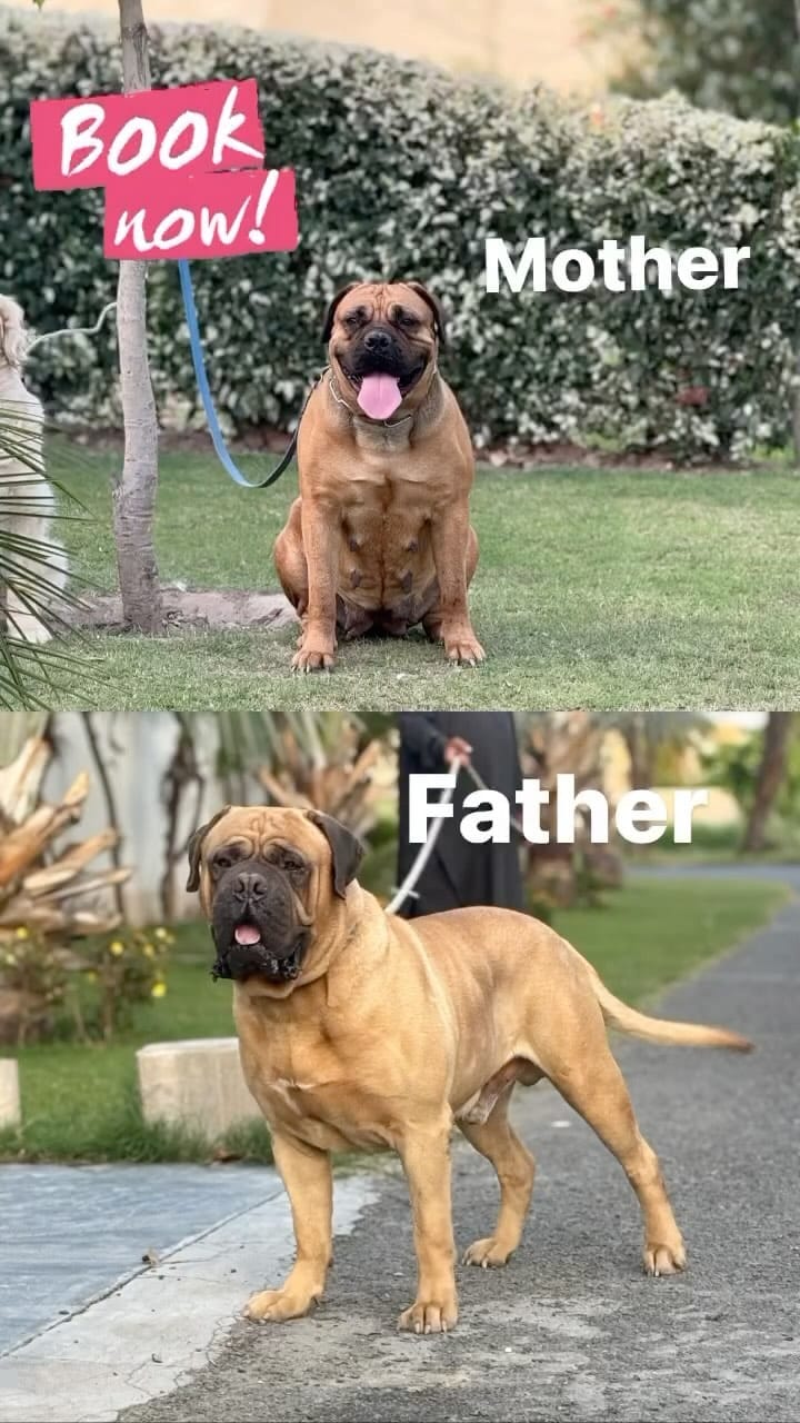 Post 6 by Breeder’s Guild on Instagram (video)