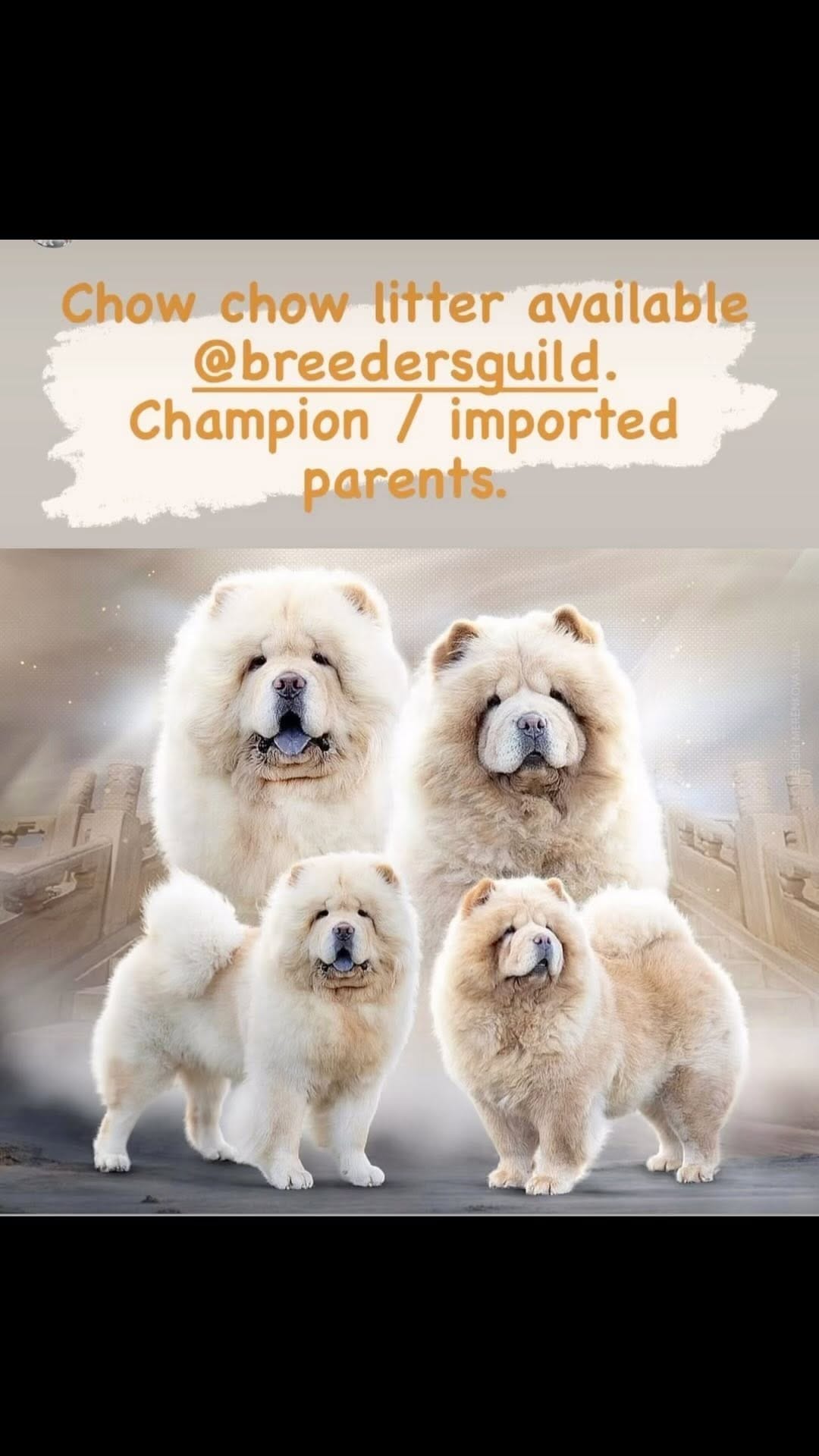 Post 5 by Breeder’s Guild on Instagram (video)