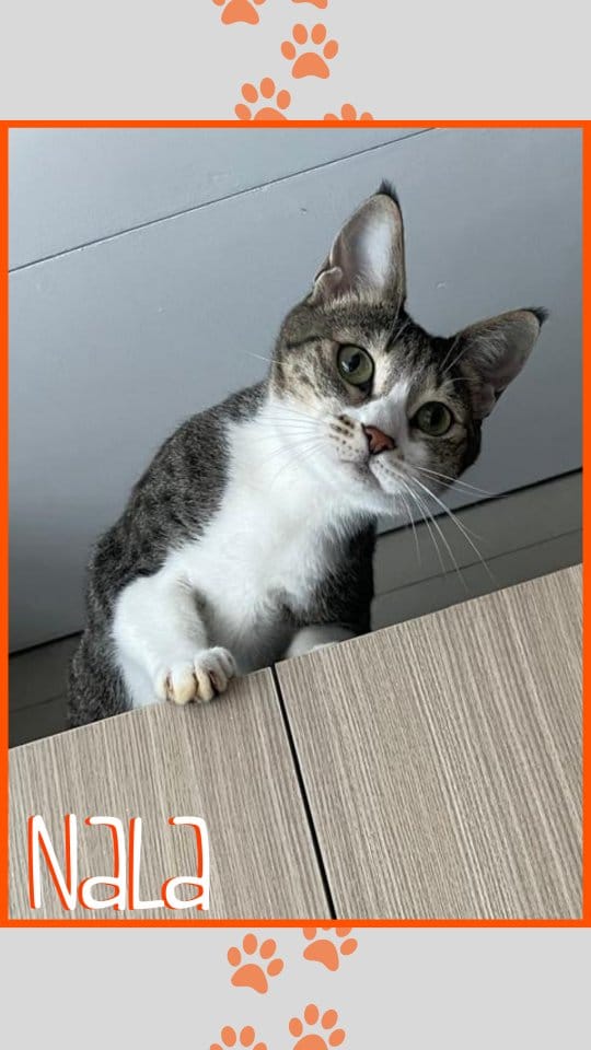 Post 4 by Paw Pals on Instagram (video)