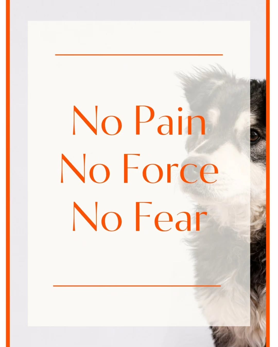 Post 10 by Paw Pals on Instagram (image)