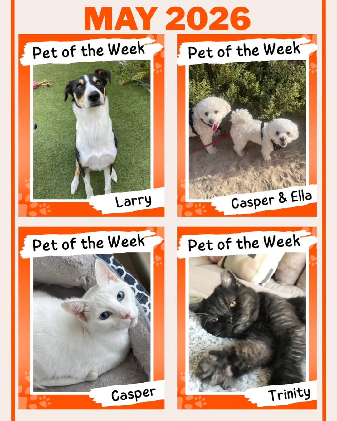 Post 5 by Paw Pals on Instagram (image)