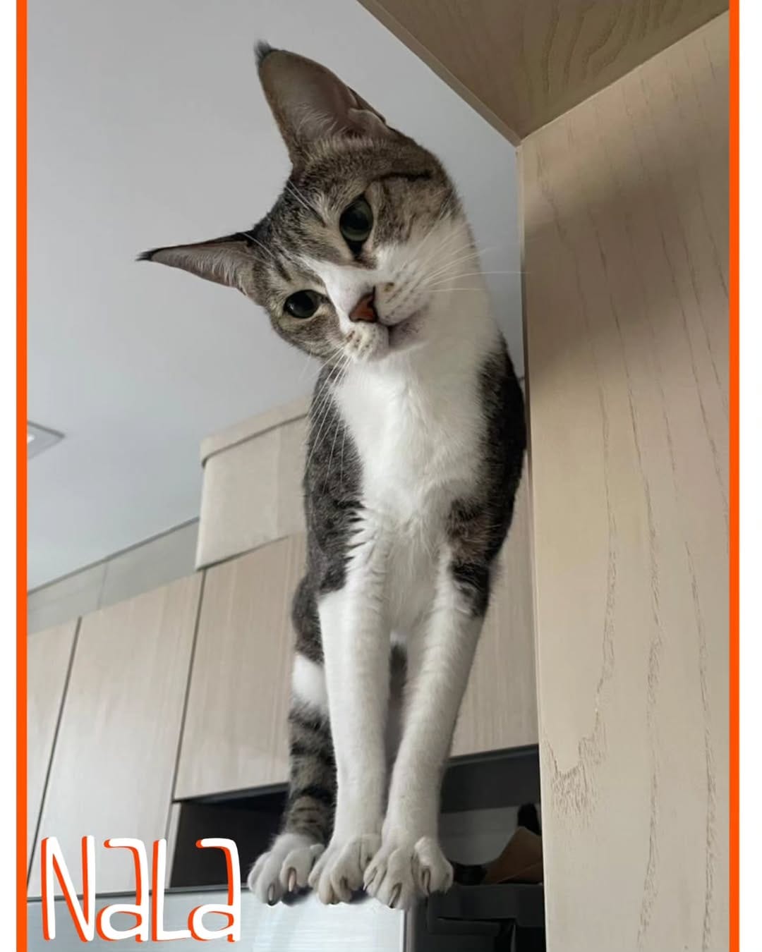 Post 6 by Paw Pals on Instagram (image)
