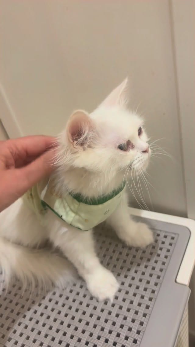 Post 1 by Areej Al Daghistani on Instagram (video)