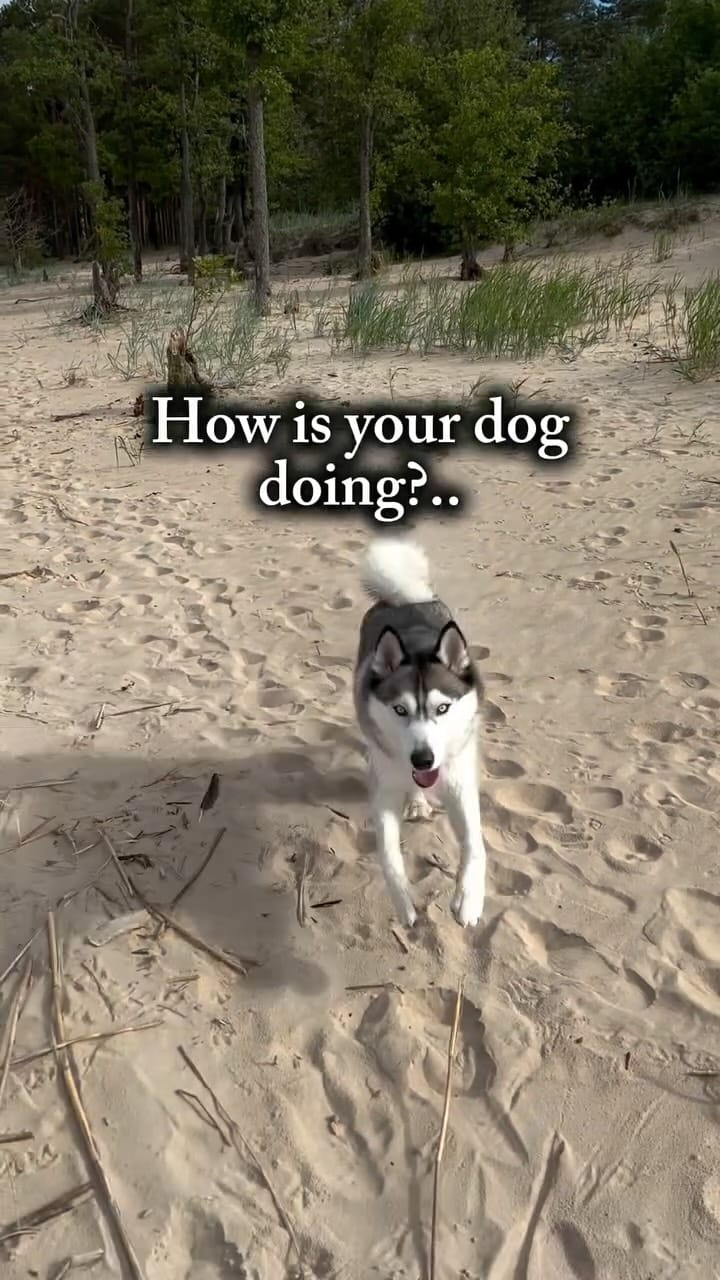 Post 9 by Katya & Amir on Instagram (video)