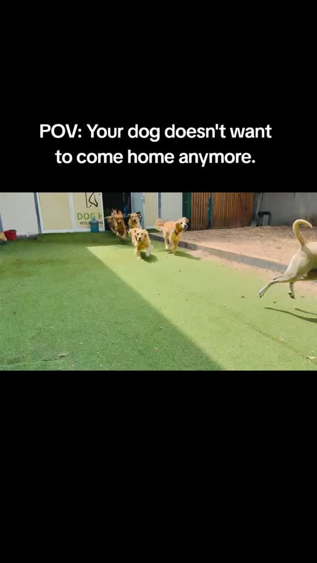 Post 1 by Dog House on Instagram (video)