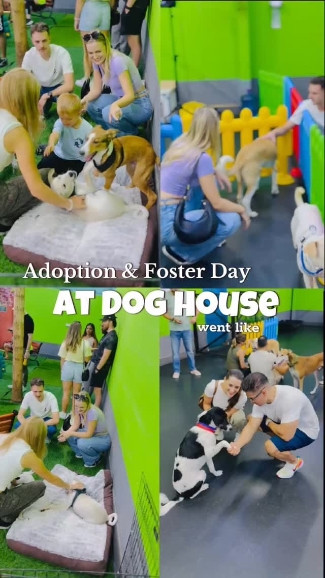 Post 3 by Dog House on Instagram (video)