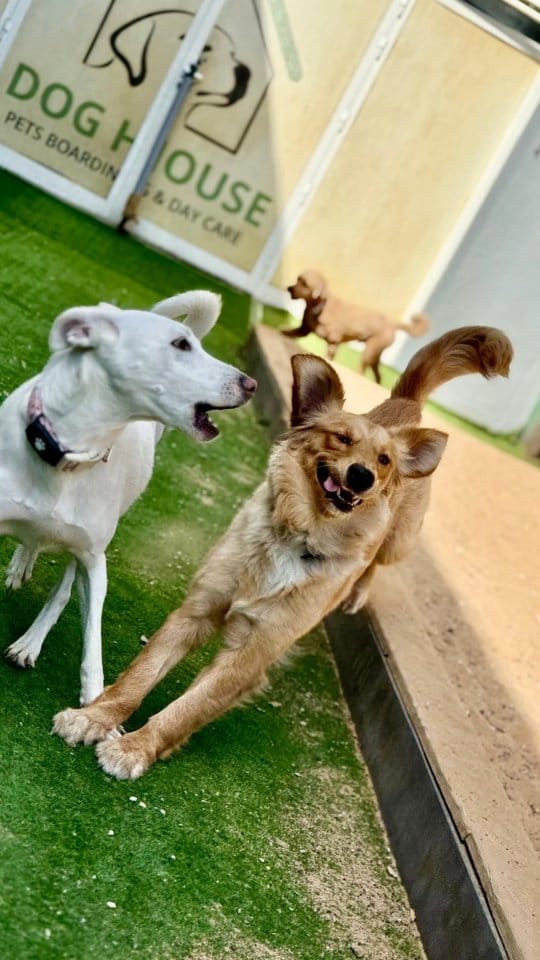 Post 9 by Dog House on Instagram (video)