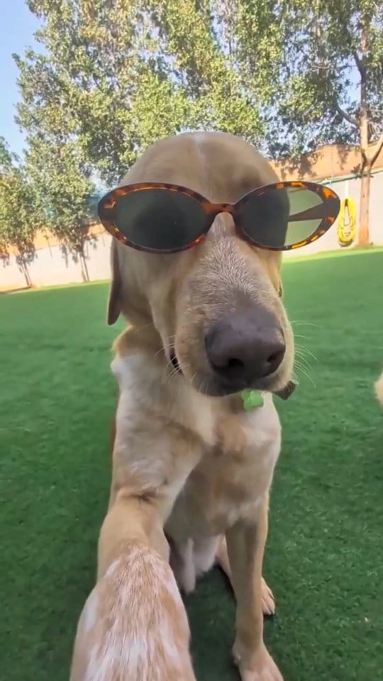 Post 8 by Dog House on Instagram (video)