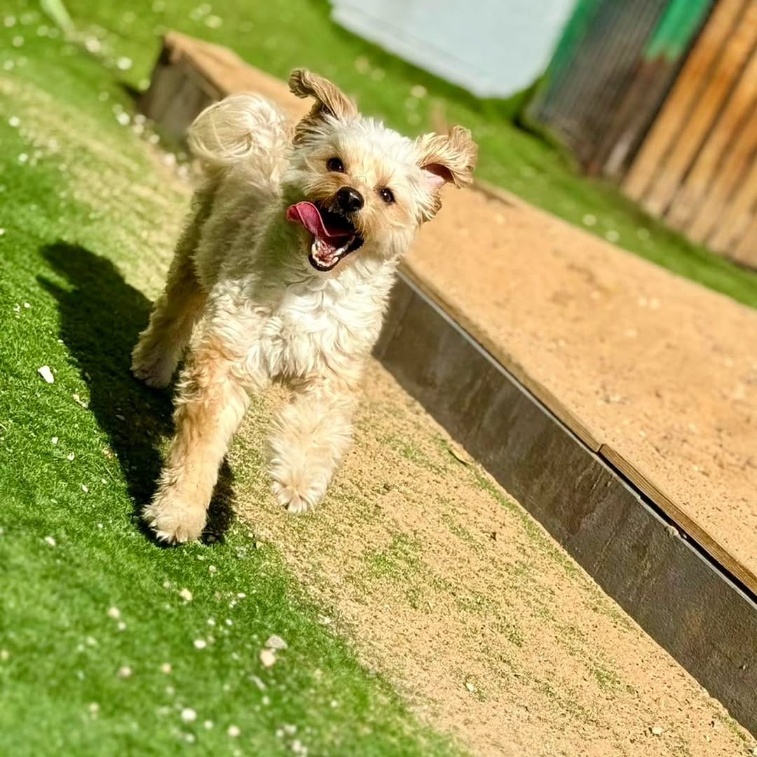 Post 4 by Dog House on Instagram (carousel)