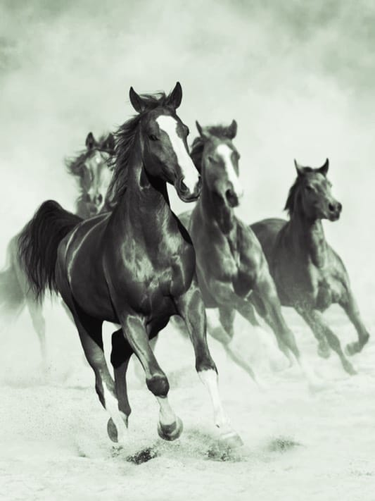 Post 4 by Equicare Veterinary Services on Instagram (image)