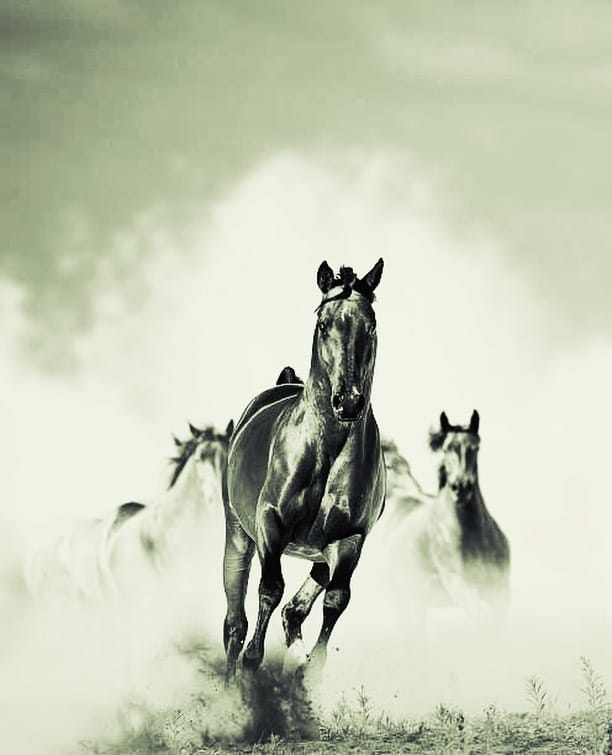 Post 2 by Equicare Veterinary Services on Instagram (image)