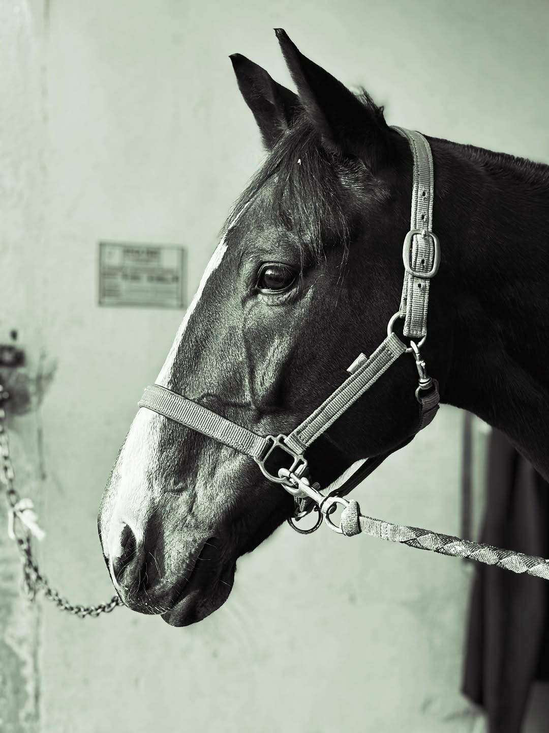 Post 1 by Equicare Veterinary Services on Instagram (image)