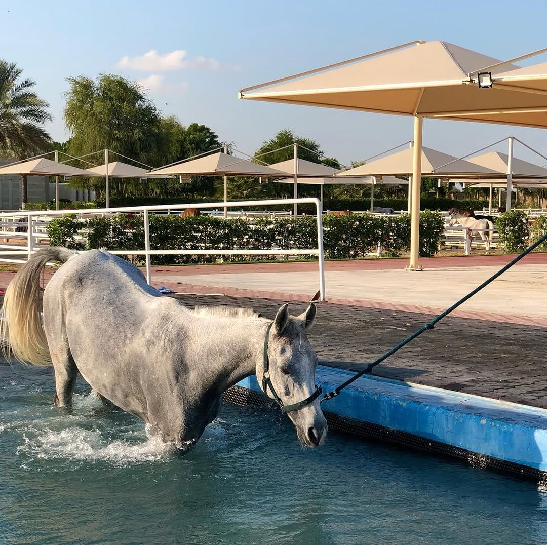 Post 9 by Equicare Veterinary Services on Instagram (image)