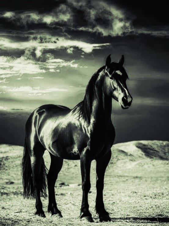 Post 3 by Equicare Veterinary Services on Instagram (image)