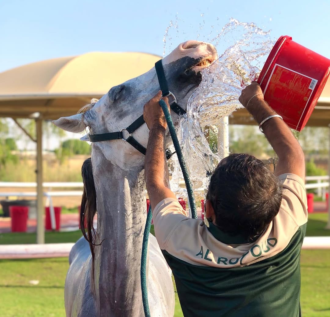 Post 10 by Equicare Veterinary Services on Instagram (image)