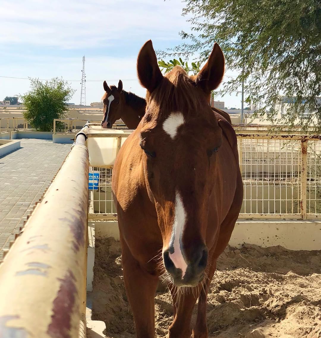 Post 8 by Equicare Veterinary Services on Instagram (image)