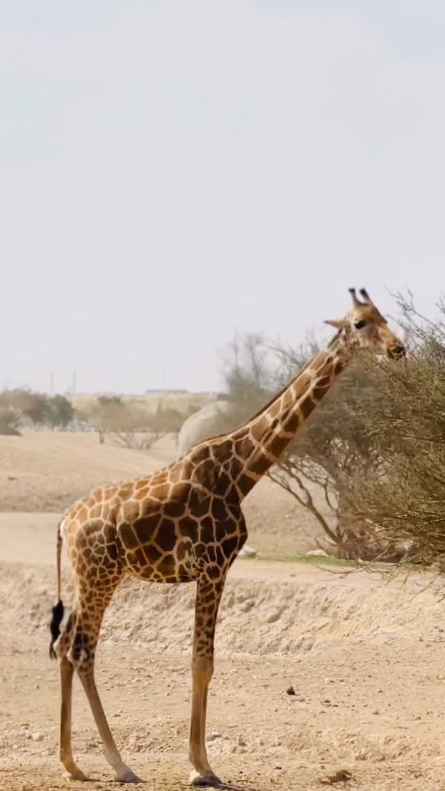 Post 7 by IBRAHIM BATHISHA on Instagram (video)