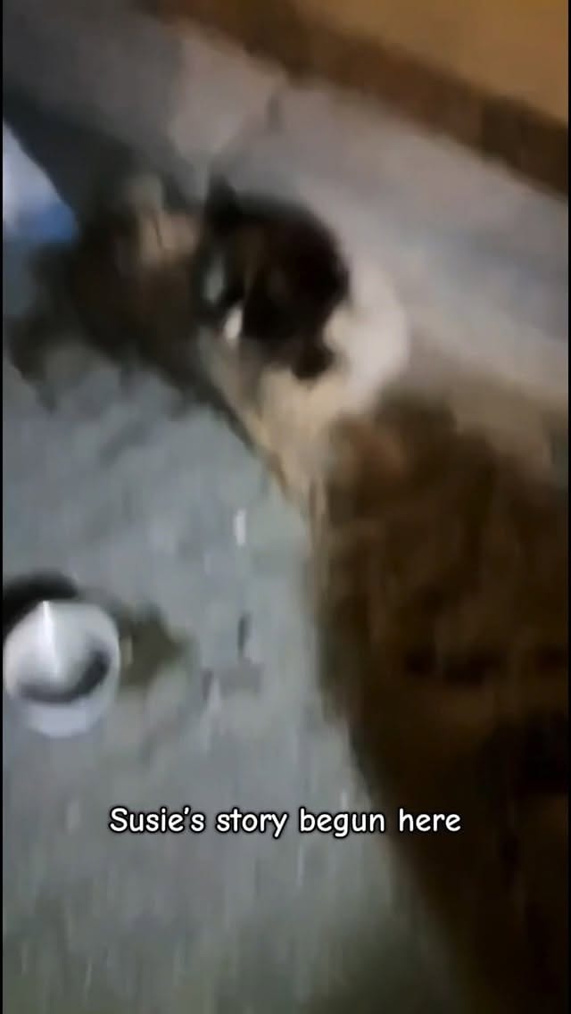 Post 8 by Al Mayya K9 Adoptions UK on Instagram (video)