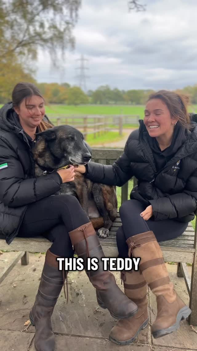 Post 9 by Al Mayya K9 Adoptions UK on Instagram (video)