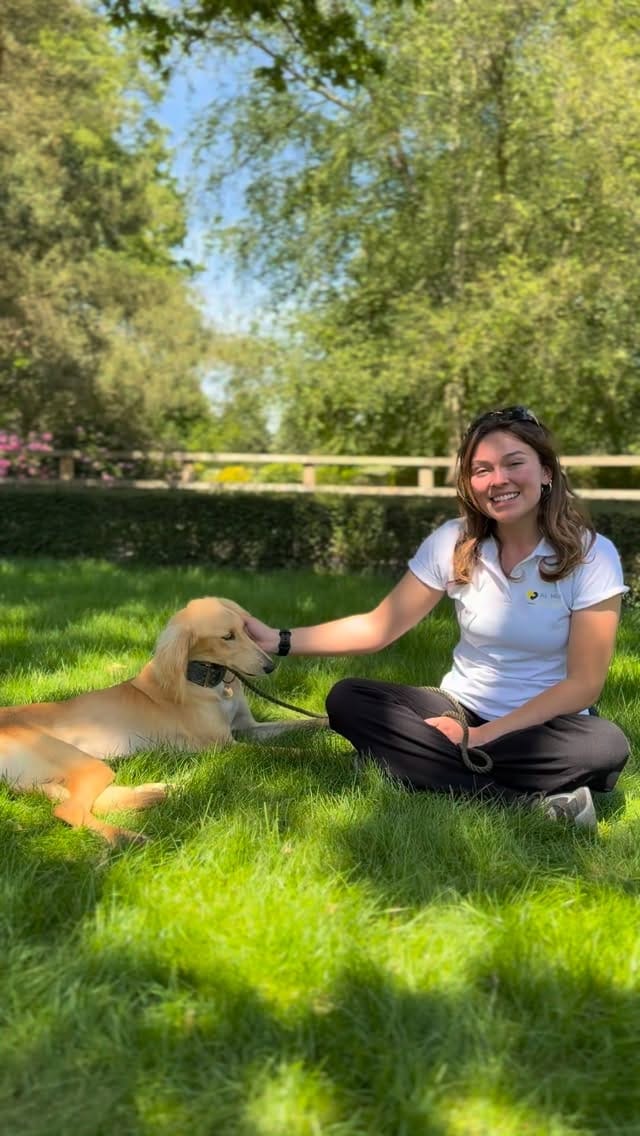 Post 6 by Al Mayya K9 Adoptions UK on Instagram (video)